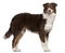 Australian Shepherd dog, 7 months old, standing