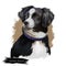 Australian Shepherd dog breed digital art illustration isolated on white. Aussie medium-sized breed of dog of black and white