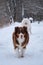 Australian Shepherd dog of brown color in winter park goes forward through snow and enjoys life. Aussie red tricolor with funny
