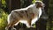 Australian shepherd dog in contour light