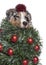 Australian Shepherd dog dressed as christmas tree