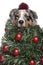 Australian Shepherd dog dressed as Christmas tree