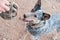 Australian shepherd dog enjoying playing ball