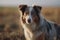 Australian shepherd dog in the field at sunset. Selective focus. AI Generated