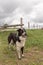 Australian Shepherd dog full body looking away from the camera with his mouth open