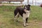 Australian Shepherd dog full body looking on the side