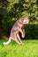 Australian Shepherd dog jumps to catch a ball
