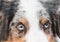 Australian shepherd dog merle with different colours eyes. close up