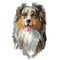 Australian shepherd dog portrait