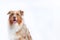 Australian shepherd dog portrait isolated with copyspace