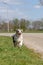 Australian Shepherd dog puppy runs happy with flapping ears, The tricolor dog has the tongue out of his mouth. Seen from