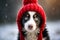 Australian shepherd dog in red hat and scarf on winter background