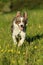 Australian shepherd dog running in summer grass