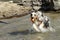 Australian shepherd dog runs on the shore of the Ceresole Reale lake