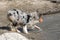 Australian shepherd dog runs on the shore of the Ceresole Reale lake