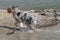 Australian shepherd dog runs on the shore of the Ceresole Reale lake