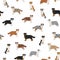 Australian shepherd dog seamless pattern. Different variations of coat color set