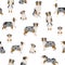 Australian shepherd dog seamless pattern. Different variations of coat color set