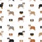 Australian shepherd dog seamless pattern. Different variations of coat color set
