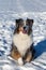 An australian shepherd dog sitting in the sunshine in the snow