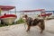 Australian shepherd dog standing beside a boat on a pier