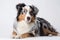 Australian Shepherd Dog On White Background. Generative AI