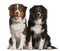 Australian Shepherd dogs