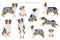 Australian shepherd dogs set. Color varieties, different poses. Dogs infographic collection