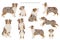 Australian shepherd dogs set. Color varieties, different poses. Dogs infographic collection