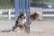 Australian shepherd doing slalom on a dog agility course