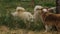 Australian Shepherd gets acquainted with Siberian huskies through fence of enclosure. Kennel for dogs. Free-range dog