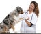 Australian Shepherd giving its paw to a vet