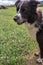 Australian Shepherd head close up portrait mouth open