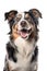 Australian Shepherd Herding