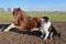 Australian Shepherd with horse