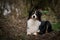 Australian shepherd lies in forest on the road, mysterious atmosphere