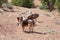 Australian Shepherd Mix Standing In The Desert