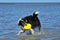 Australian Shepherd playing frisbee