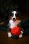 Australian Shepherd playing with a red ball, a heartwarming scene of joy and playfulness