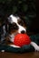 Australian Shepherd playing with a red ball, a heartwarming scene of joy and playfulness