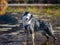 Australian Shepherd Playing in Water