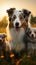 Australian Shepherd and puppies frolicking in meadow at golden sunset