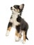 Australian Shepherd puppy, 2 months old, leaping