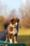 Australian Shepherd puppy on an agility tool