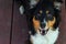 Australian Shepherd Puppy on the Deck in the Spring