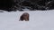 Australian Shepherd puppy digs snow and lowers head into snowdrift.