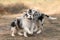 Australian Shepherd puppy. Fall season