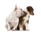 Australian shepherd puppy and french bulldog
