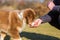 Australian Shepherd puppy gets a treat