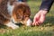 Australian Shepherd puppy gets a treat